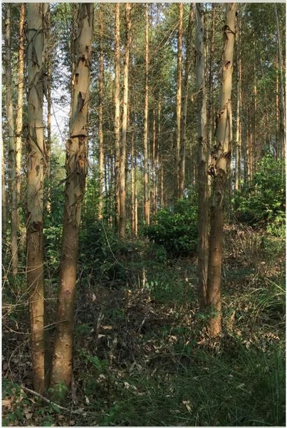 （已成交）那坡县平孟镇那万村规浪屯700亩桉树林带土地
